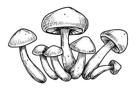 Forest mushrooms. Hand drawn vector illustration with champignons painted in Stock Illustration
