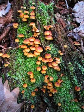 Forest Mushrooms on Mossy Log Stock Photos