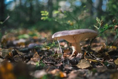 Forest mushrooms on nature. 스톡 사진