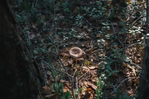 Forest mushrooms on nature. Stock Photos