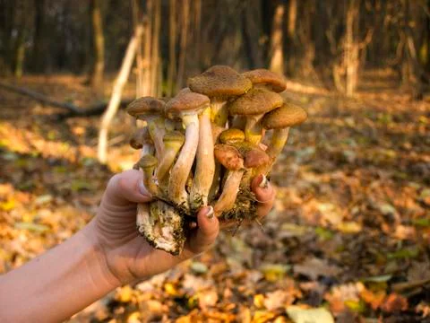 Forest mushrooms Stock Photos