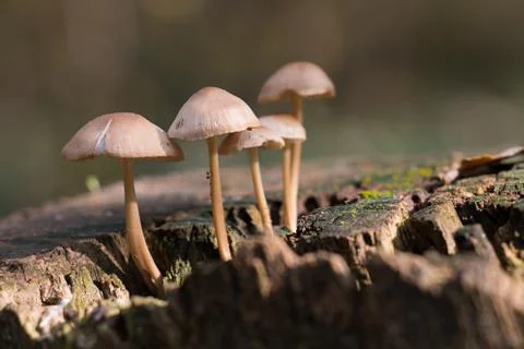 Forest mushrooms Stock Photos