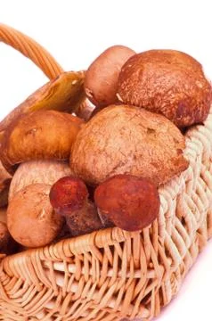 Forest Mushrooms Stock Photos