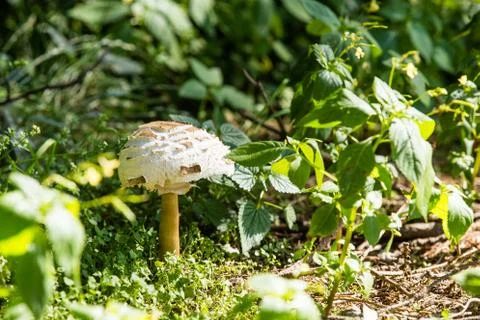 Forest mushrooms Stock Photos