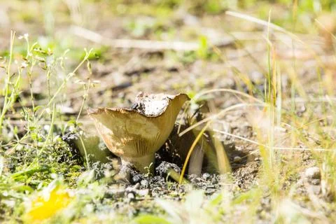 Forest mushrooms Stock Photos