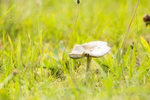Forest mushrooms Stock Photos