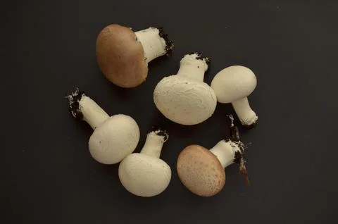 Forest mushrooms Stock Photos