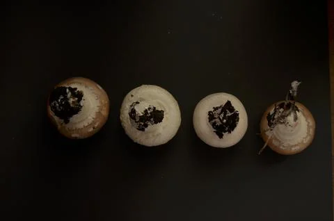 Forest mushrooms Stock Photos