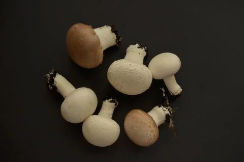 Forest mushrooms Stock Photos