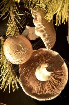 Forest mushrooms Stock Photos
