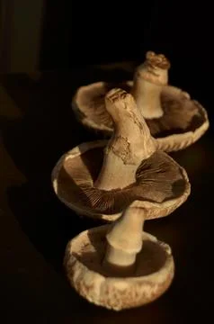 Forest mushrooms Stock Photos