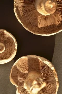 Forest mushrooms Stock Photos