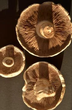 Forest mushrooms Stock Photos