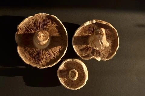 Forest mushrooms Stock Photos