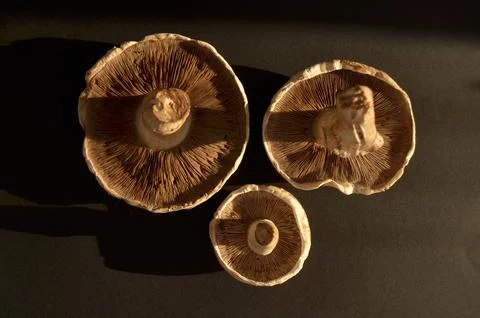 Forest mushrooms Stock Photos
