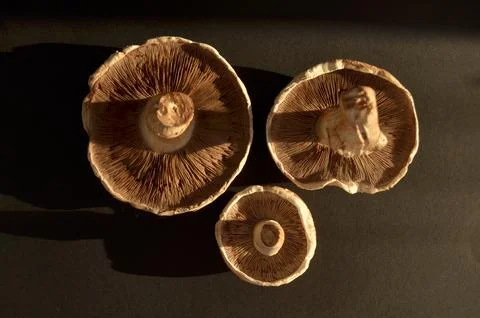 Forest mushrooms Stock Photos