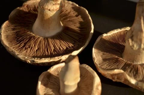 Forest mushrooms Stock Photos