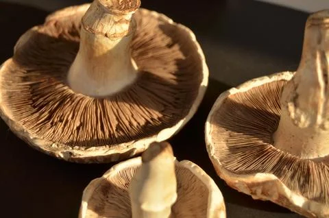 Forest mushrooms Stock Photos