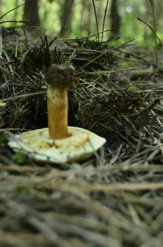 Forest mushrooms Foto stock