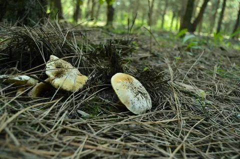 Forest mushrooms Stock Photos