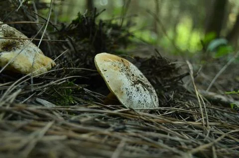 Forest mushrooms Stock Photos