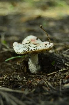 Forest mushrooms Stock Photos