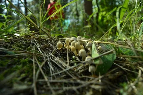 Forest mushrooms Foto stock