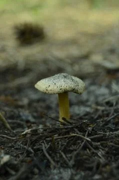 Forest mushrooms Stock Photos