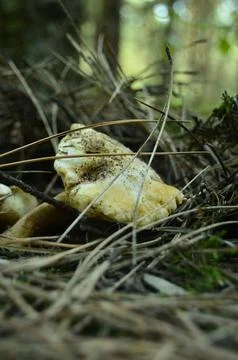 Forest mushrooms Stock Photos