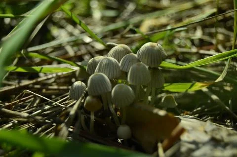 Forest mushrooms Stock Photos