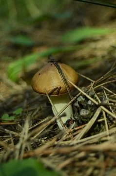 Forest mushrooms Stock Photos