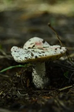 Forest mushrooms Stock Photos