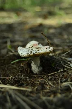 Forest mushrooms Stock Photos