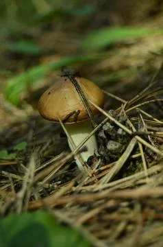 Forest mushrooms Foto stock