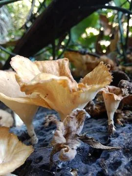 Forest Mushrooms Stock Photos