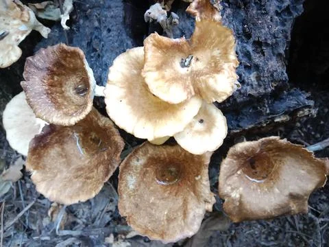 Forest Mushrooms Stock Photos