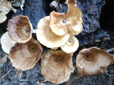 Forest Mushrooms Stock Photos