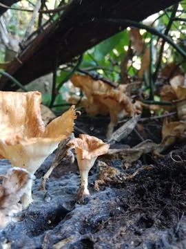 Forest Mushrooms Stock Photos