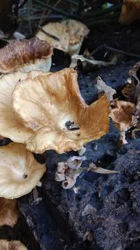 Forest Mushrooms Stock Photos