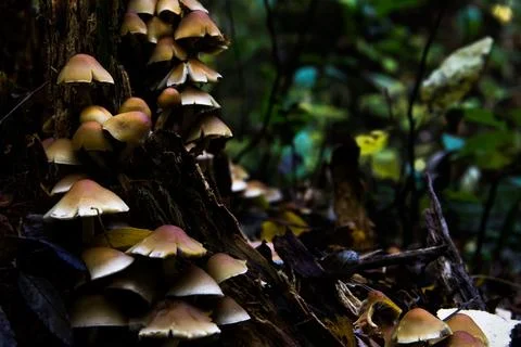 Forest Mushrooms Stock Photos