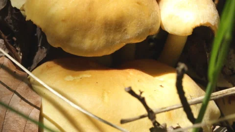 Forest mushrooms in spring 库存影片 145407661