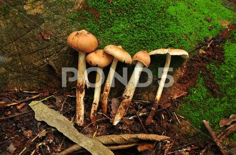 Forest mushrooms in thai Stock Photos