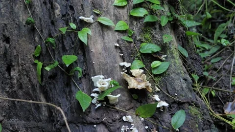 Forest mushrooms on tree trunk, Stock Footage 140762710