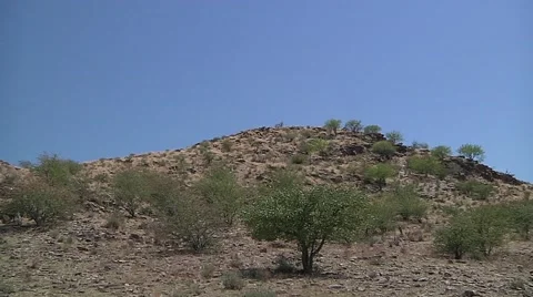 Forest in Namibia Stock Footage 51328296