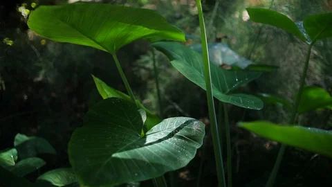 Forest National Park 動画素材 93811752