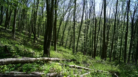 Forest in the national park thayatal, lower austria 库存影片 128953587