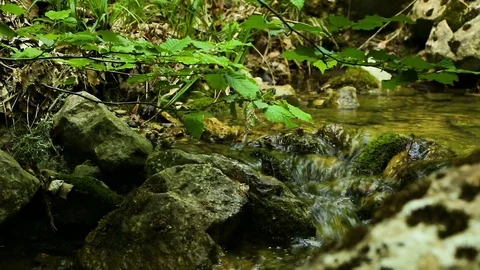Forest Natural Creek Stock Footage 84433738