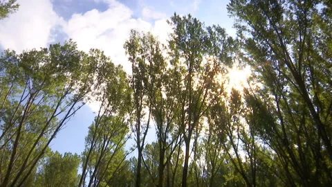 Forest - Natural Environment Stock-Footage 234176627