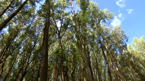 Forest - Natural Environment Stock Footage 234176666