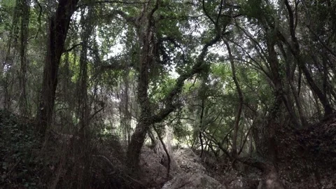 In the forest with natural sound Stock-Footage 344603300